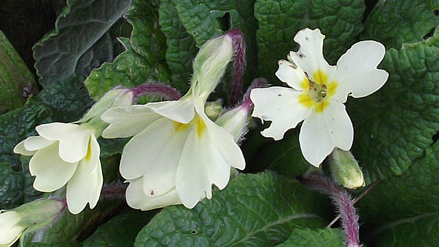 Delicate pale yellow primroses