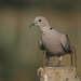 20100324-0025 Eurasian collared dove