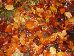 gbw - beech leaves