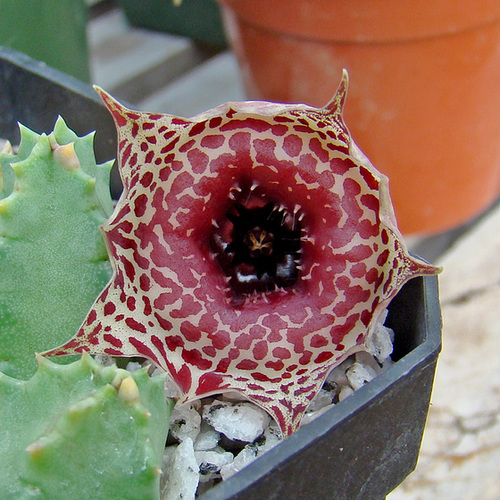 Ipernity: Huernia Plowesii Flower - By Ceropegia