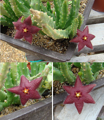 Stapelia with atypical flower