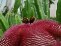 Stapelia hirsuta flower profile 2
