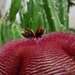 Stapelia hirsuta flower profile 2