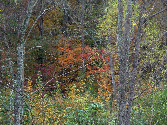 My woods in fall