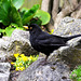 DSC_0034a Blackbird