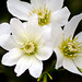 DSC_0026a Clematis Cartmanii 'Joe' flowers