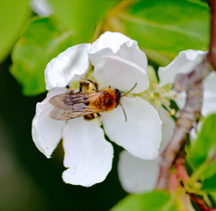 DSC_0024a Weeping Crab Apple blossom + Bee