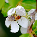 DSC_0024a Weeping Crab Apple blossom + Bee