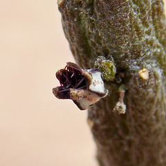 Rhytidocaulon flower close up