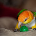 C is for Clown of the Parrot World: Caique