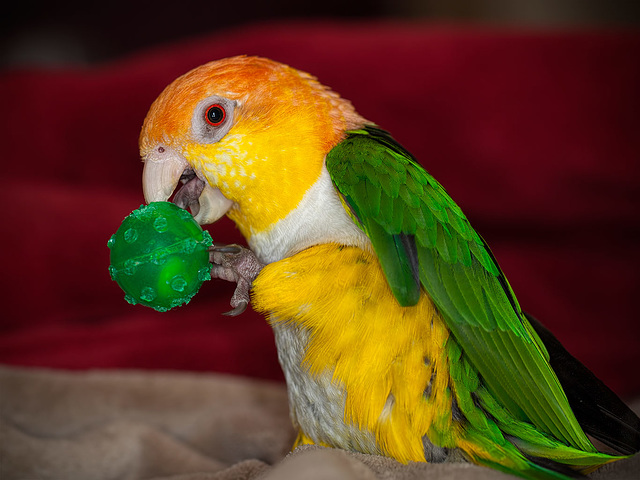 C is for Cute & Colorful Caique