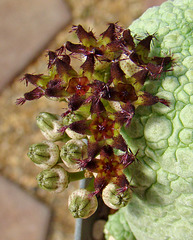 Pseudolithos flowers closeup