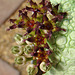 Pseudolithos flowers closeup