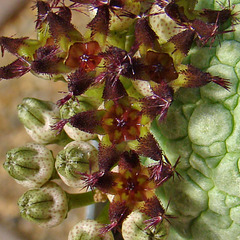 Pseudolithos flower macro