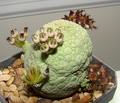 Pseudolithos in bud and bloom