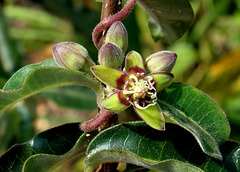 Raphionacme flanaganii flower