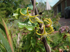 Fockea edulis flower
