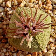 Pseudolithos cubiformis flowers