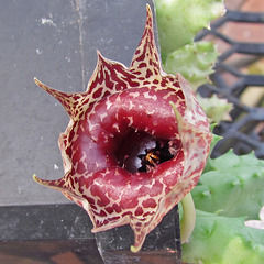 Huenia flower