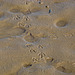 Footprints in the muck