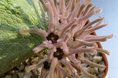 Pseudolithos cubiformis flower close-up #5