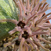 Pseudolithos cubiformis flower close-up #5