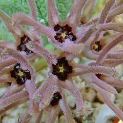 Pseudolithos cubiformis flower macro #6