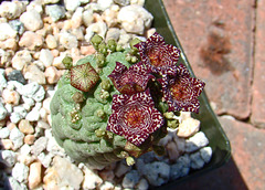 Tricocaulon cactiformae flowers