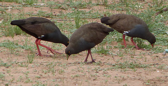 Black tailed native hens