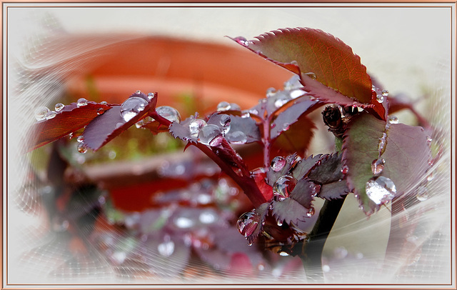 Junge Rosentriebe im Regen. ©UdoSm