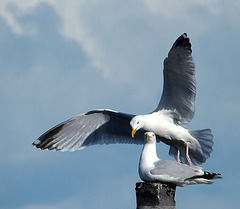 Adult herring gulls