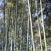 Bamboo forest_3
