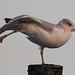 Seagull yoga