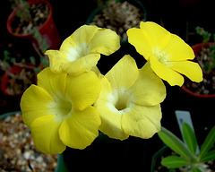 Pachypodium bicolor