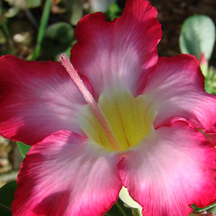 Adenium obesum flower