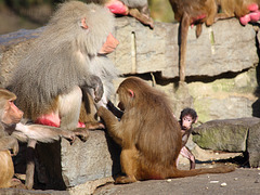 Curious Baby Baboon