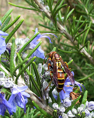 Wasp on Rosemary