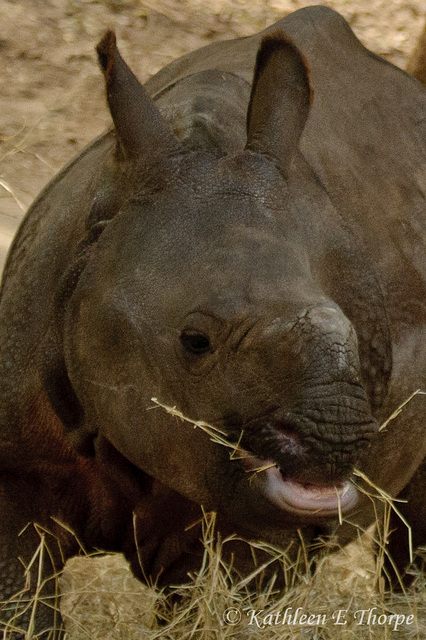Baby Rhino 111213