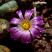 Conophytum velutinum flower macro