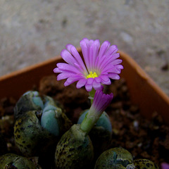 Conophytum velutinum flower and bud