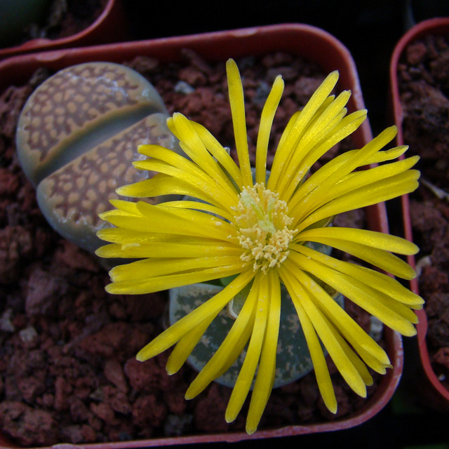 Yellow lithops flower #2