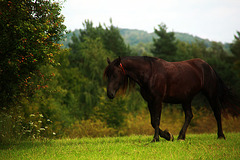 A Horse 2