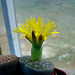 Yellow lithops flower #1