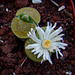 White lithops flower #2