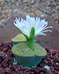 White lithops flower #1