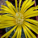 Lithops flower macro