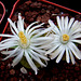 Two white lithops flowers