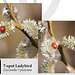 7 spot Ladybird - Ouse Estuary Nature Reserve - 12.3.2014