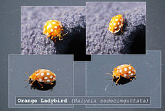 Orange Ladybird Halyzia sedecimguttata - East Blatchington - 12.3.2014