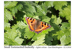 Small Tortoiseshell butterfly - East Blatchington - 12.3.2014